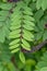 Ouachita leadplant Amorpha ouachitensis, pinnately compound leaf